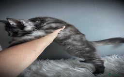 Maine Coon cats for sale: GCCF Black Smoke Female Maine Coon Kitten  - Image 7