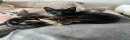 Mixed Breed cats for sale: Adorable bengal mixed kittens - Advert 10