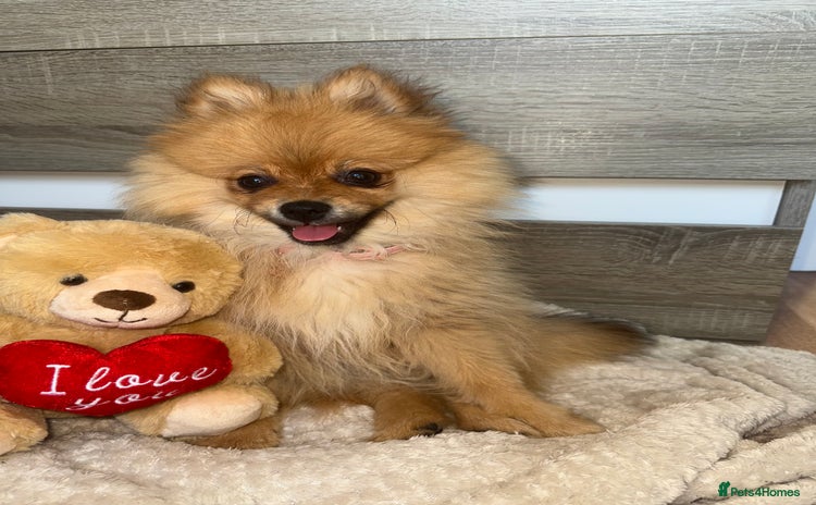 Pomeranian dogs - Advert 6