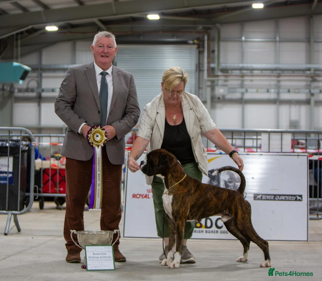 Boxer dogs for stud: CHAMPION B&W Boxer Dog HT0 Sires Reds & Brindles - Advert 2