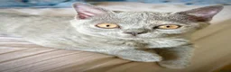 British Shorthair cats for sale: Beautiful British Shorthair  - Advert 7