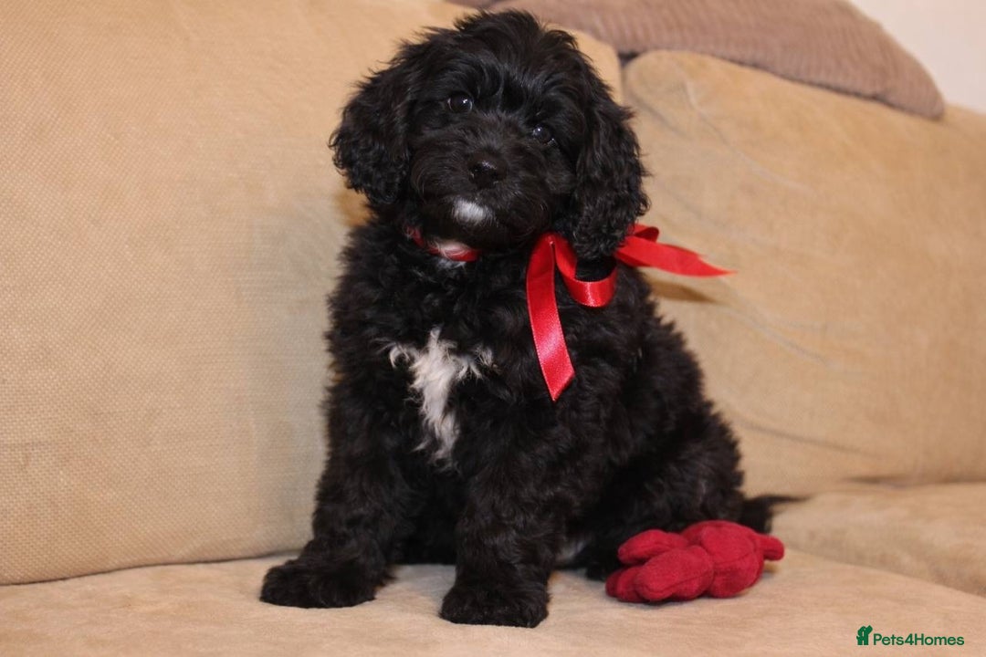 Goldendoodle dogs for sale: Absolutely Gorgeous Goldendoodle F1 Clean Parents - Advert 1