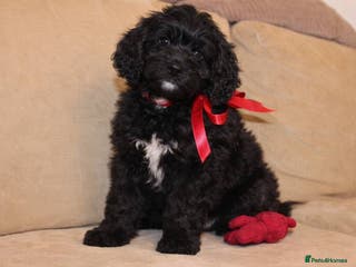 Goldendoodle dogs Absolutely Gorgeous Goldendoodle F1 Clean Parents - Advert 1