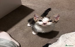 American Shorthair cats for sale: American short hair tabby kittens - Image 12