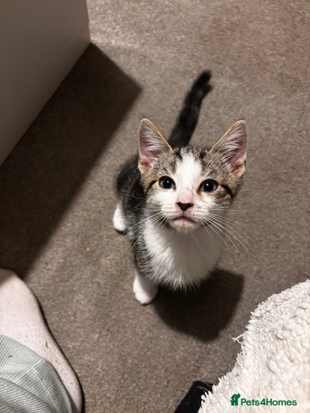 American Shorthair cats for sale: American short hair tabby kittens - Image 12