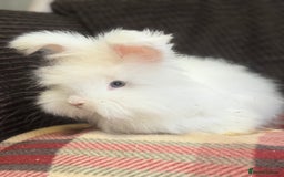 Angora rabbits for sale: Stunning pure bred English angora babies - Image 2