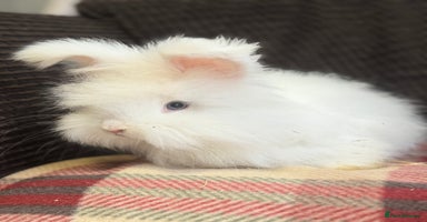 Angora rabbits - Advert 4