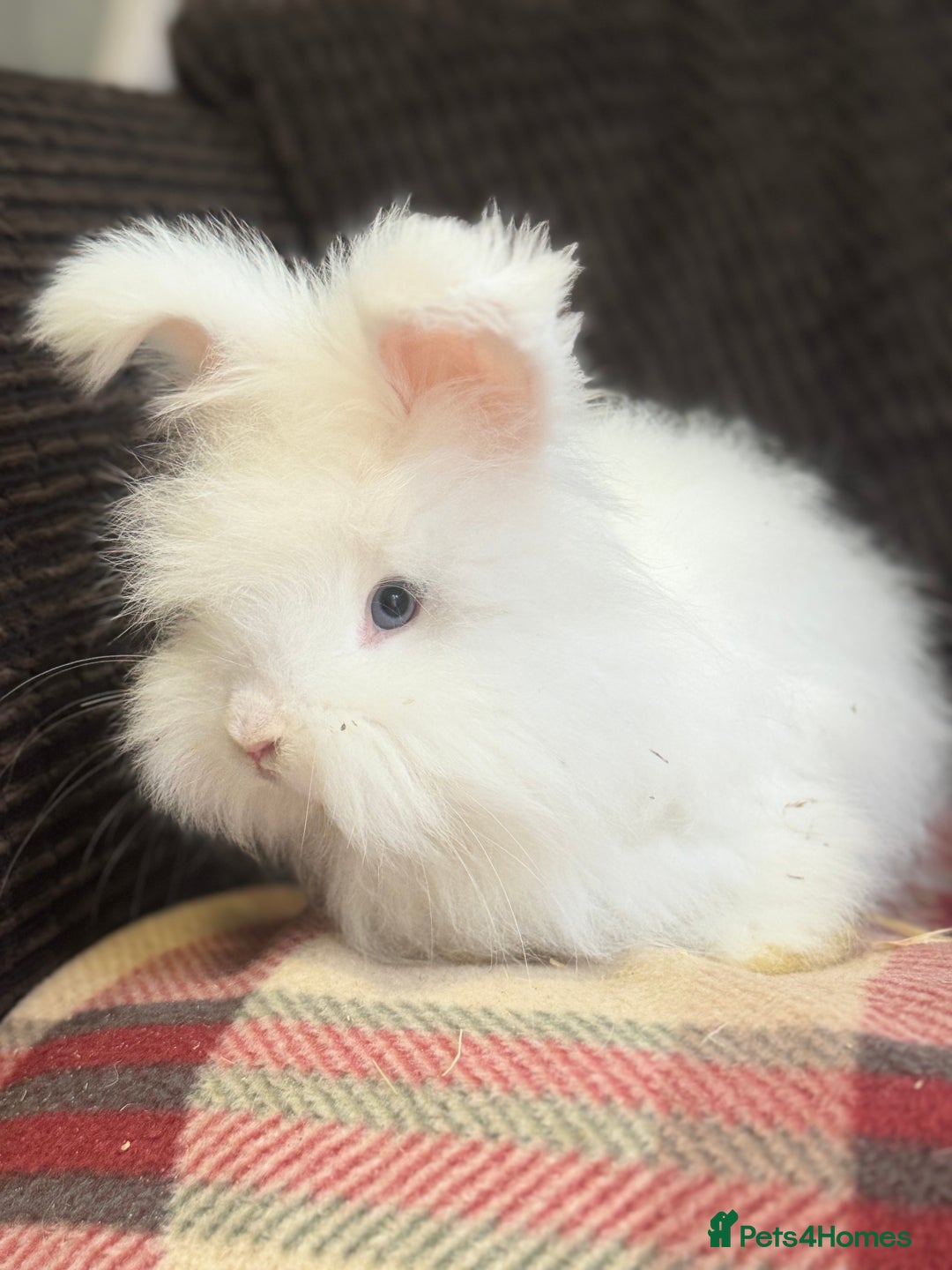 Angora rabbits for sale: Stunning pure bred English angora babies - Image 2