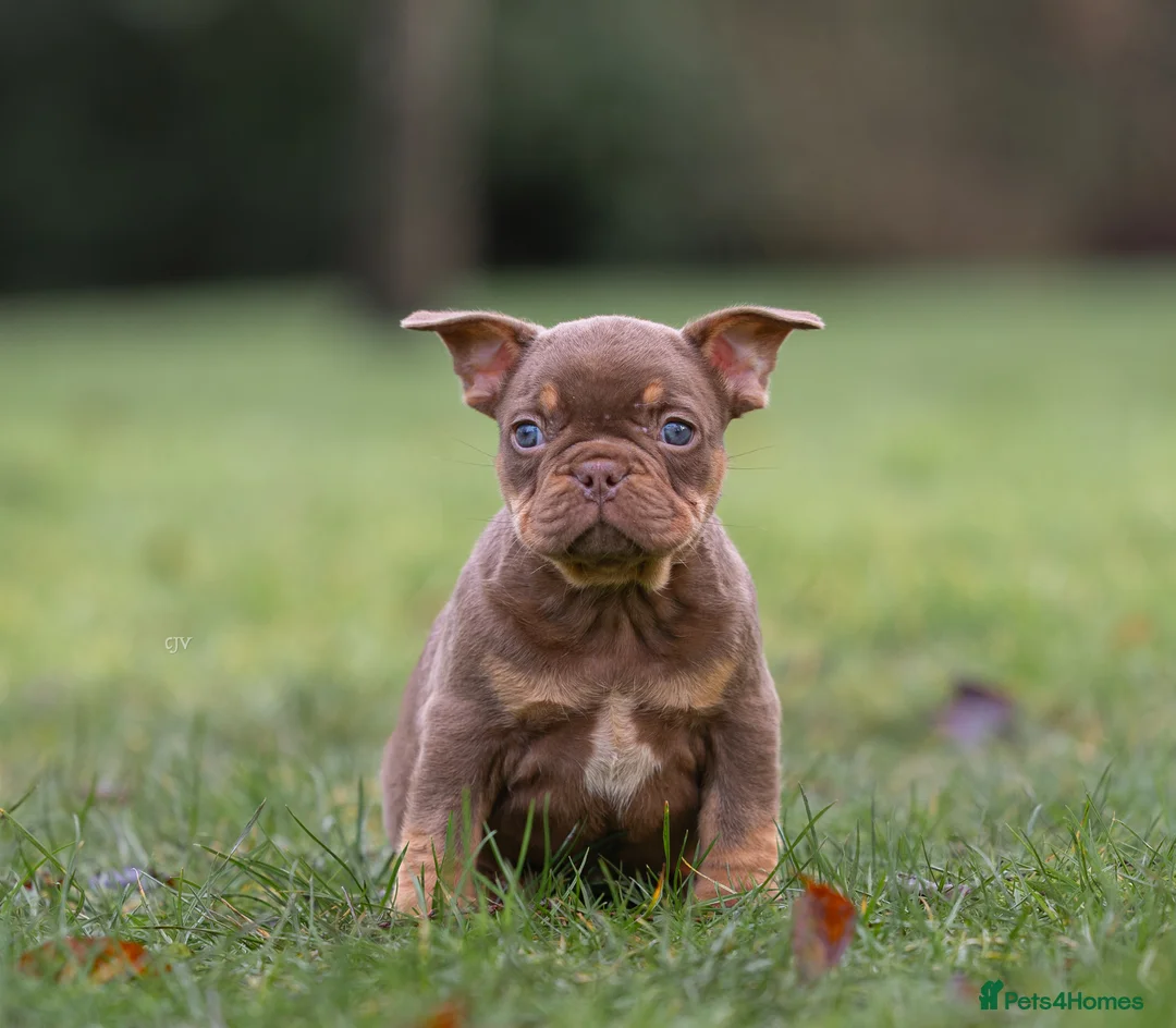 French Bulldog dogs for sale: Rojo French Bulldog puppies  - Advert 8