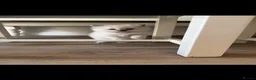 Ragdoll cats for sale: Stunning Champion Bloodline GCCF Kittens - Advert 8