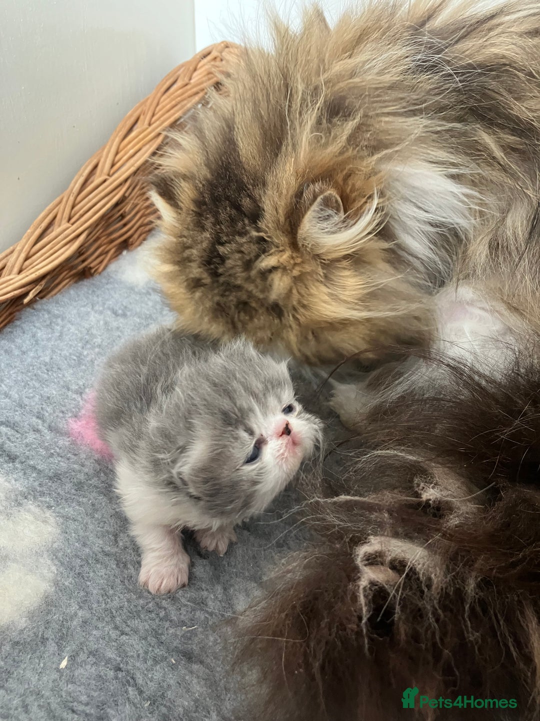 Persian cats for sale: Unexpectedly available Two Pure Persian Kittens  - Image 5