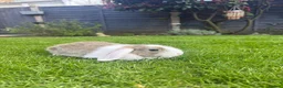 Dwarf Lop rabbits for sale: 2 male lops for sale  in Swanley - Advert 3