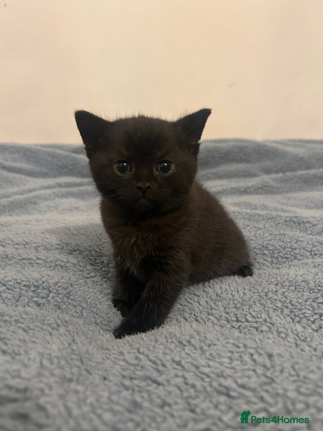 British Shorthair cats for sale: British Short Hair Kittens - Advert 7