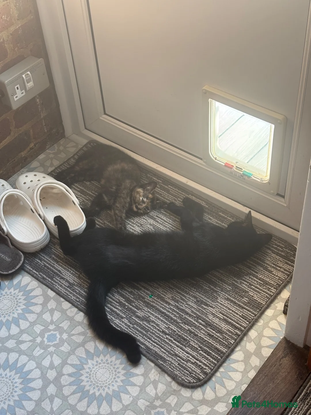 British Shorthair cats for sale: Sisters need loving home - Advert 1