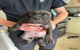 Mixed Breed dogs for sale: Cane corso x Staffordshire bull terrier  - Image 5