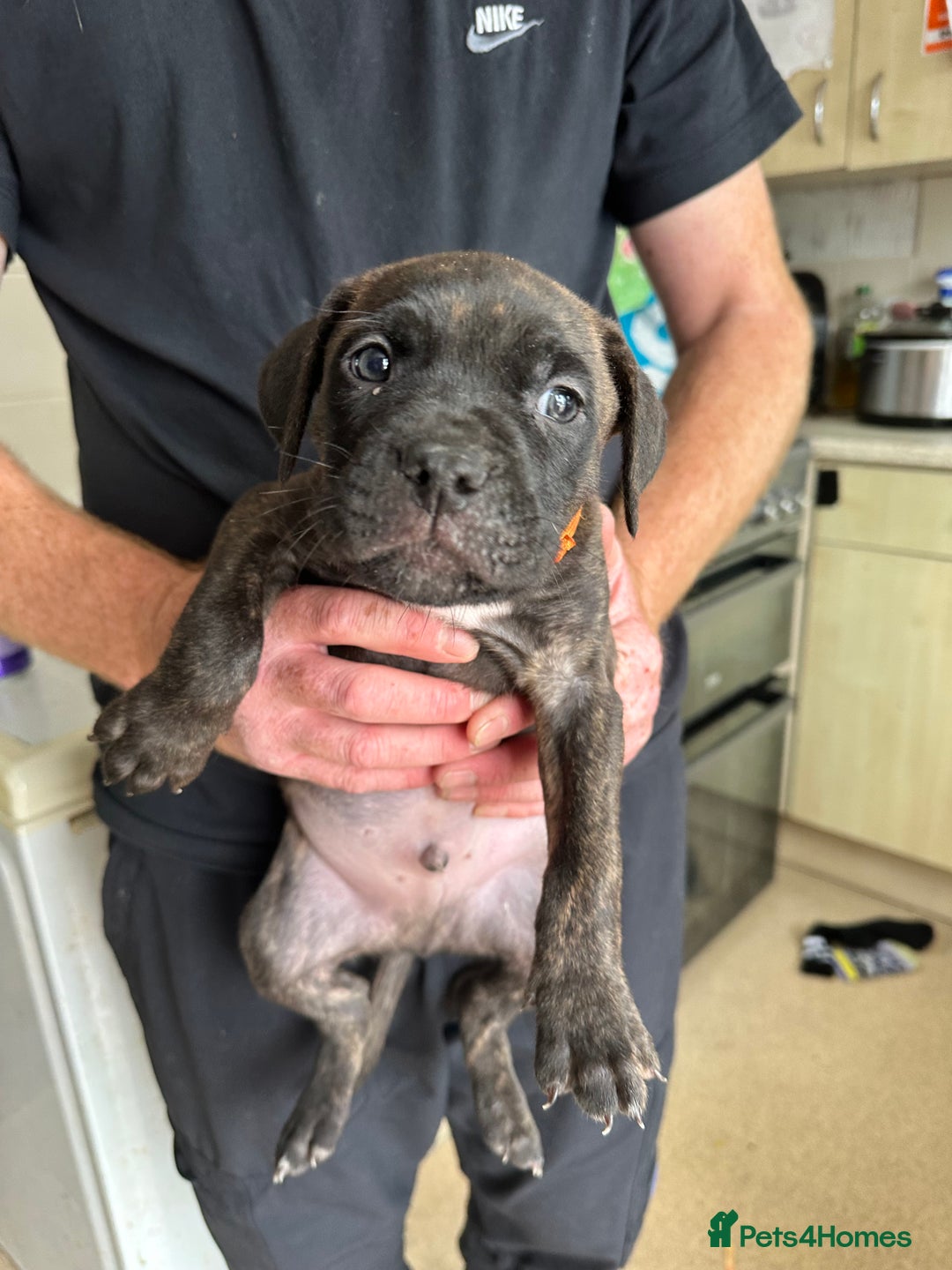 Mixed Breed dogs for sale: Cane corso x Staffordshire bull terrier  - Image 5