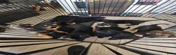 Mixed Breed dogs for sale: Shepadoodle puppies for sale  in Boston - Advert 5