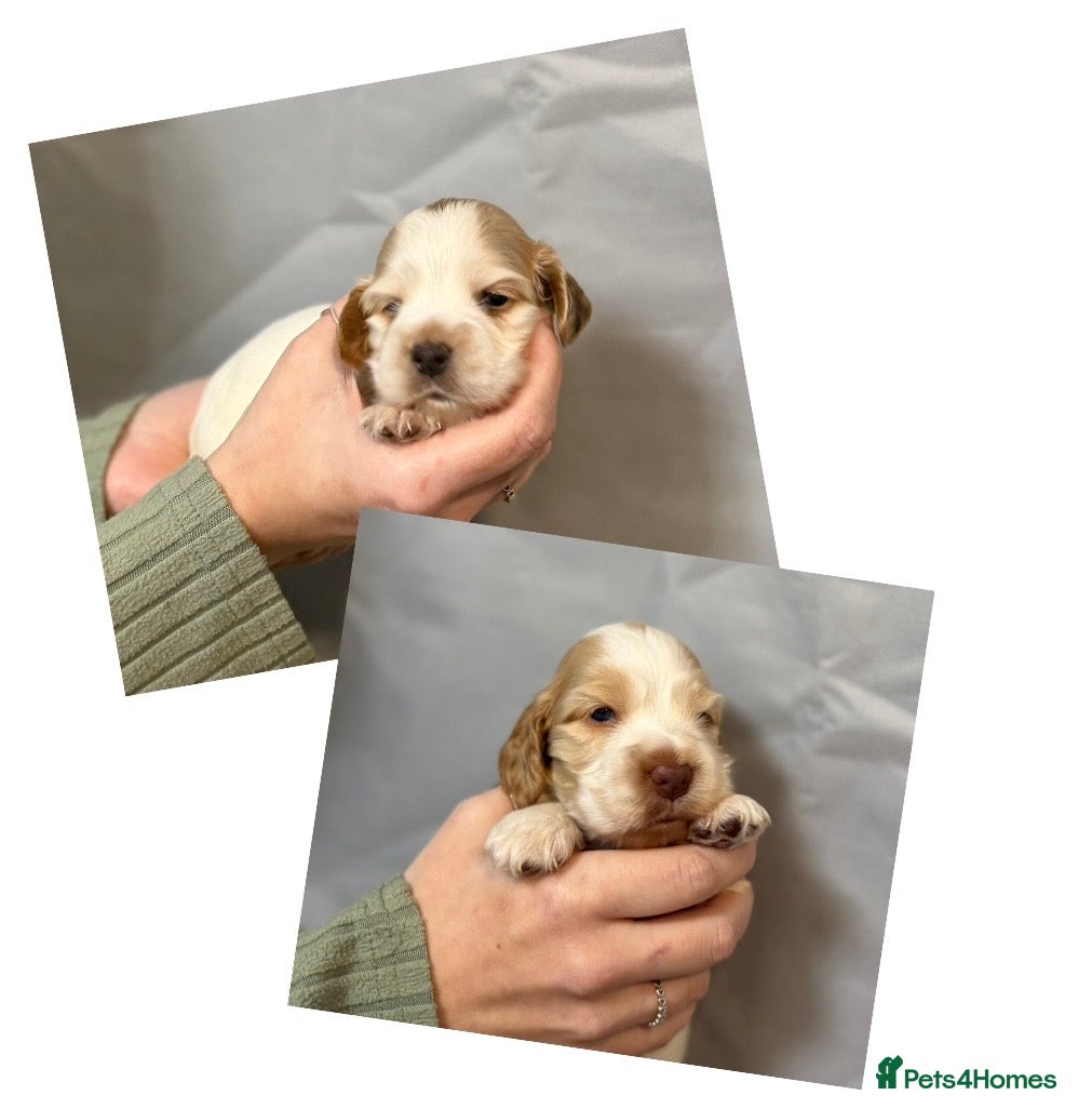 Cocker Spaniel dogs Beautiful KC health tested show cocker puppies - Advert 3