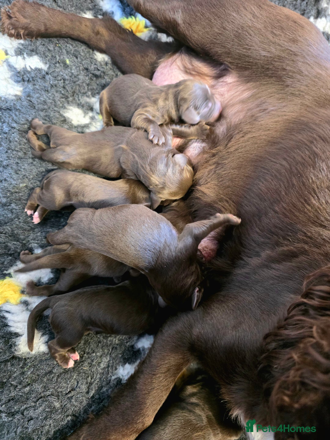 Cockerdor dogs for sale: Gorgeous Cockerdor puppies. Health Tested Parents. - Advert 4