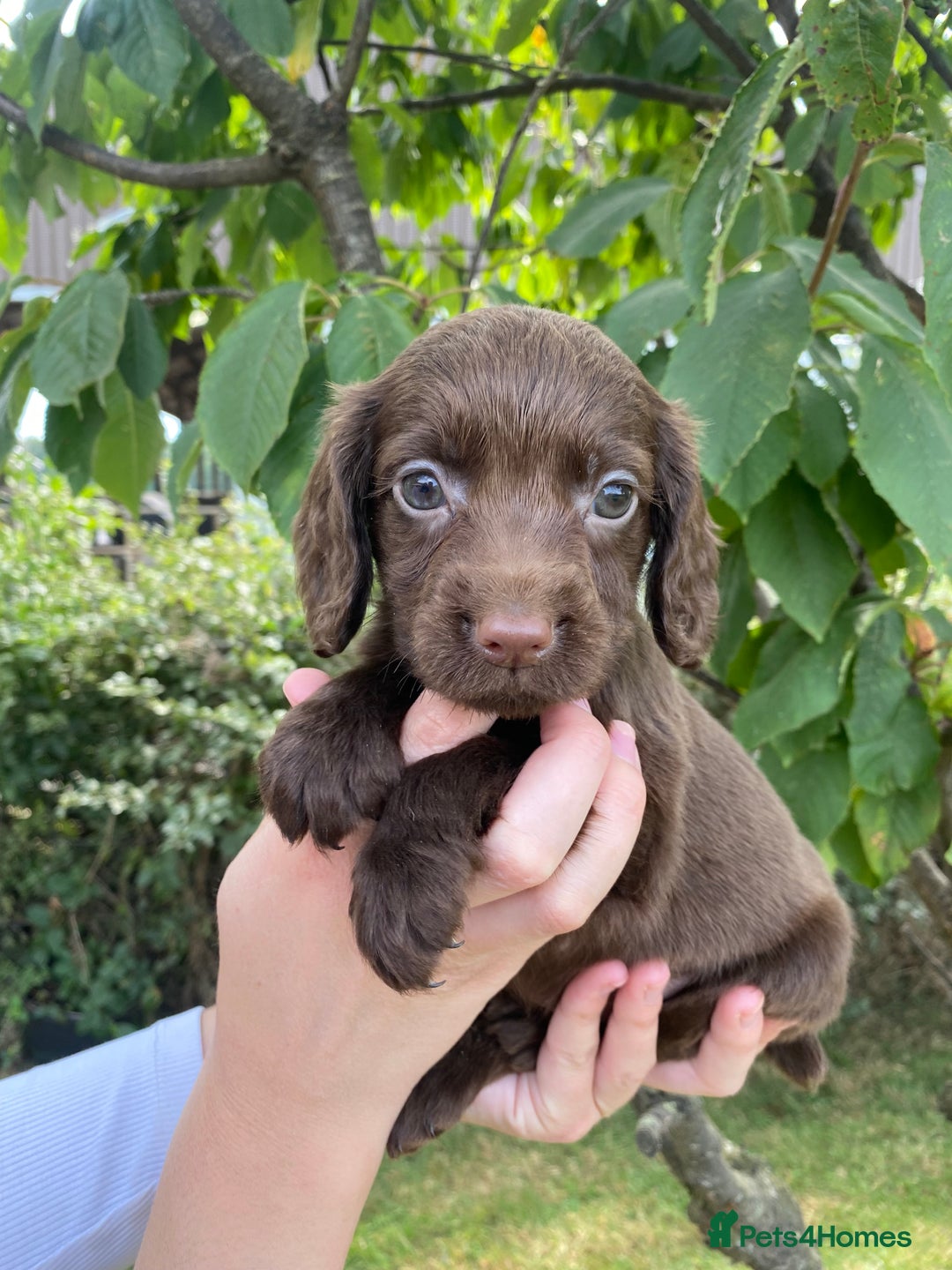 Cocker Spaniel dogs for sale: Carefully bred Kc FTW sired cocker spaniel pups,  - Image 25