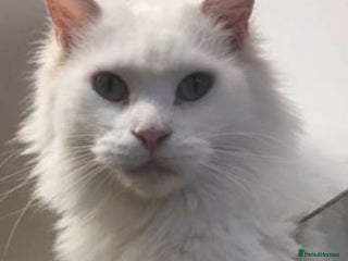 Maine Coon cats TICA-Registered Russian Bloodline Maine Coon Kitte - Advert 1