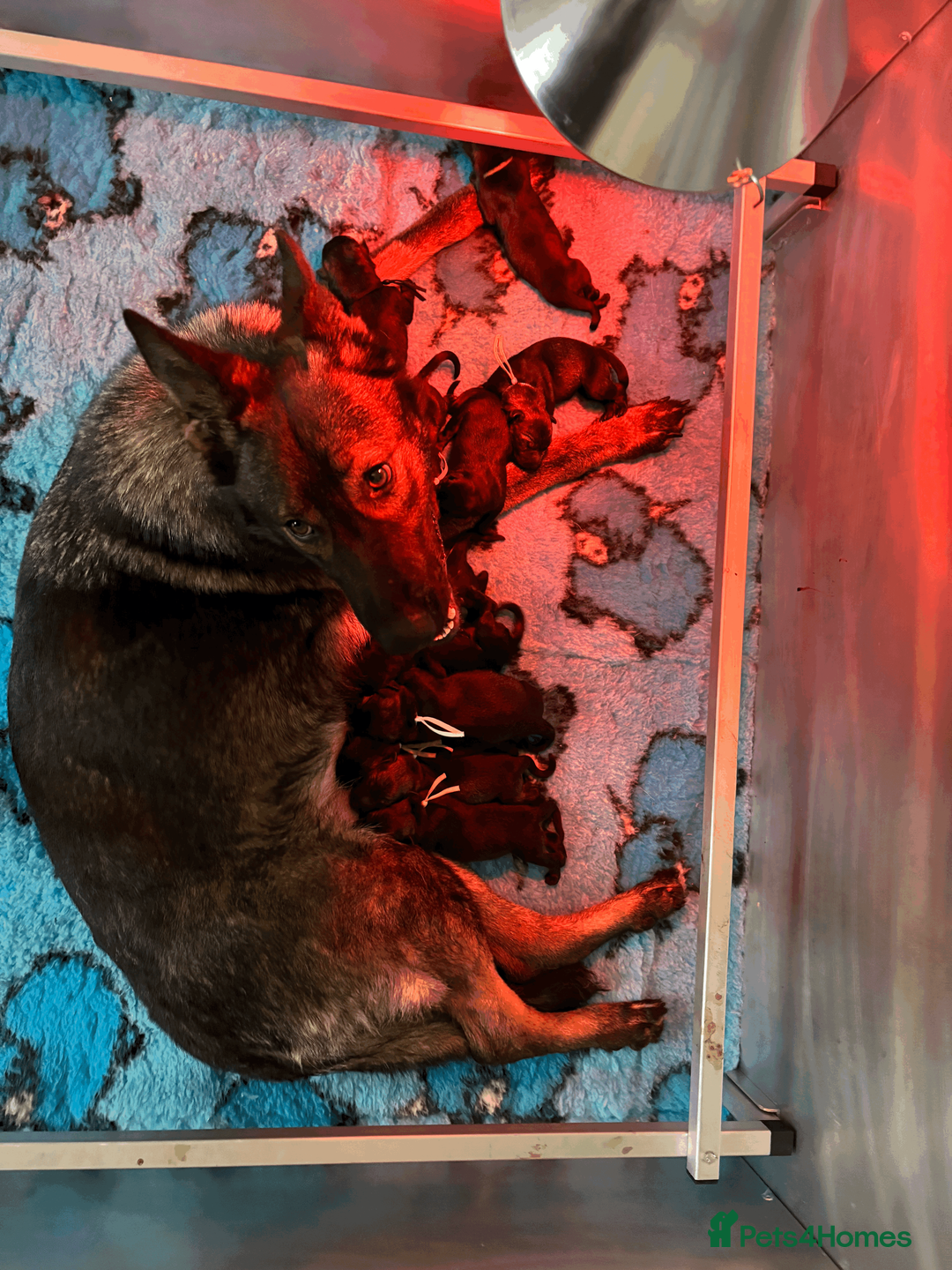 German Shepherd dogs for sale: German Shepherd Puppies  - Advert 7