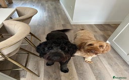 Mixed Breed dogs for sale: Gorgeous Ultimate Doodles! - Image 5