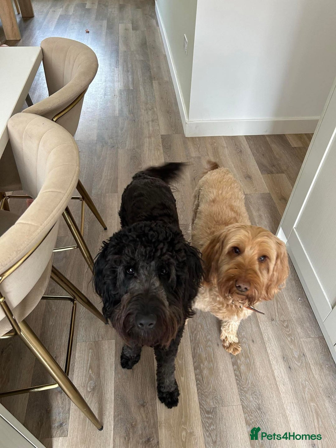 Mixed Breed dogs for sale: Gorgeous Ultimate Doodles! - Image 5