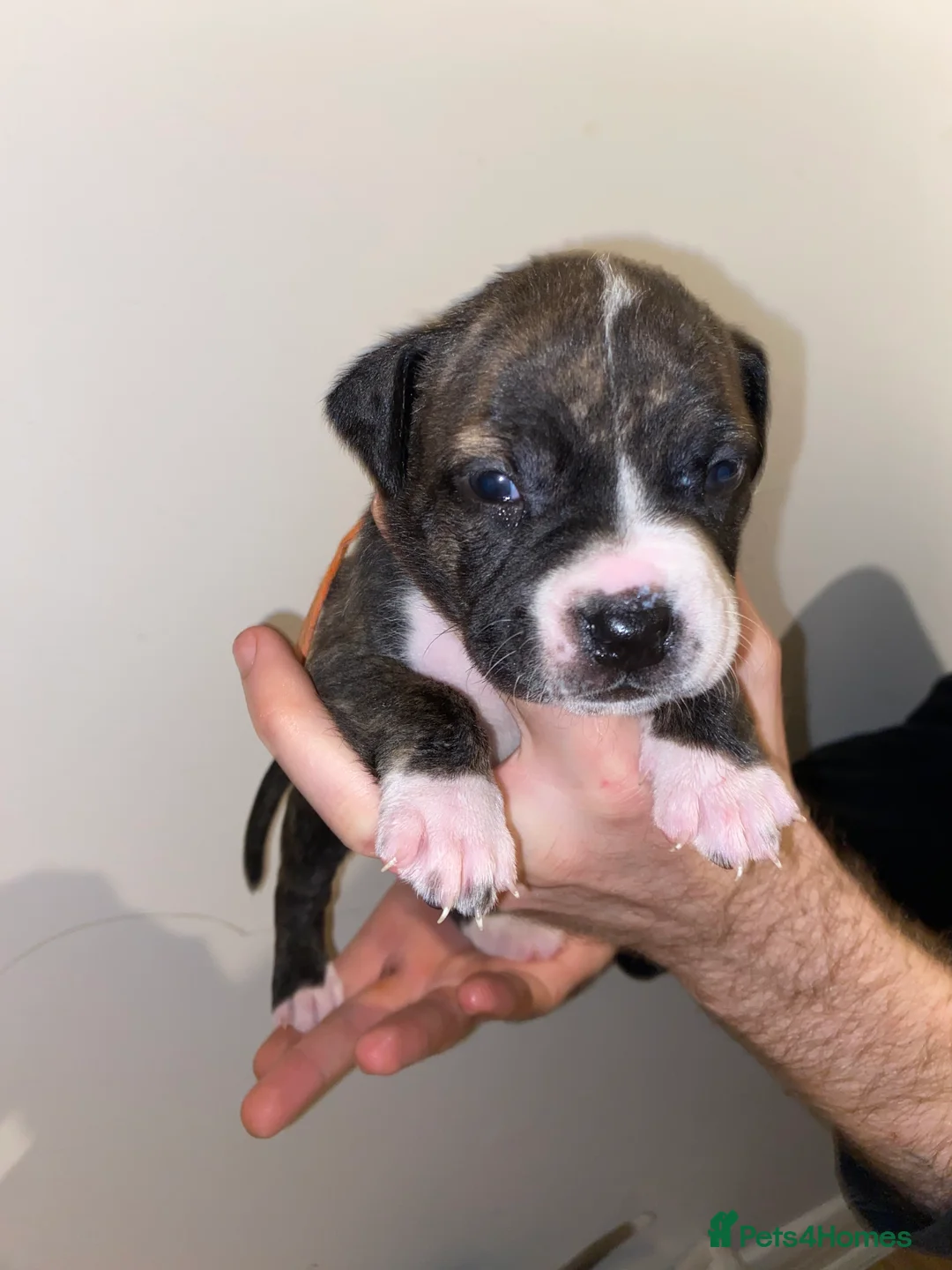 Mixed Breed dogs for sale: Pocket bully - Advert 1