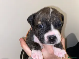 Mixed Breed dogs Pocket bully - Advert 14