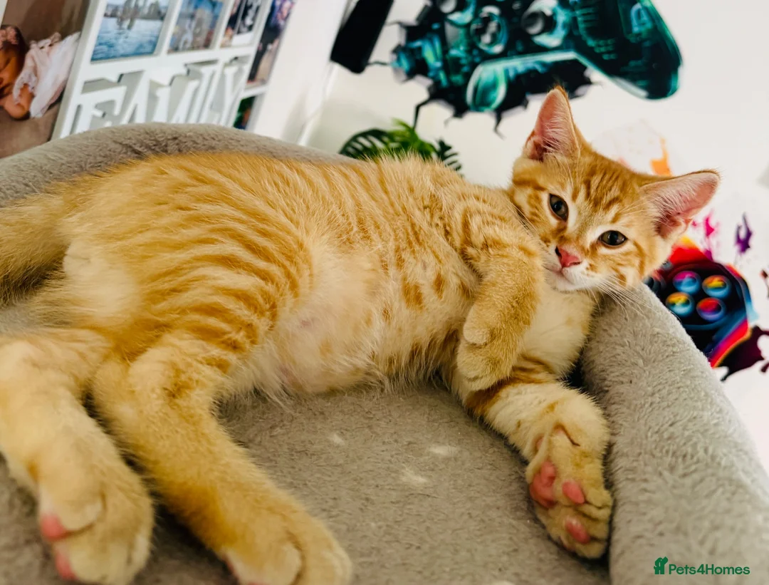 Siberian cats for sale: Beautiful Mix Siberian Kitten - Advert 2