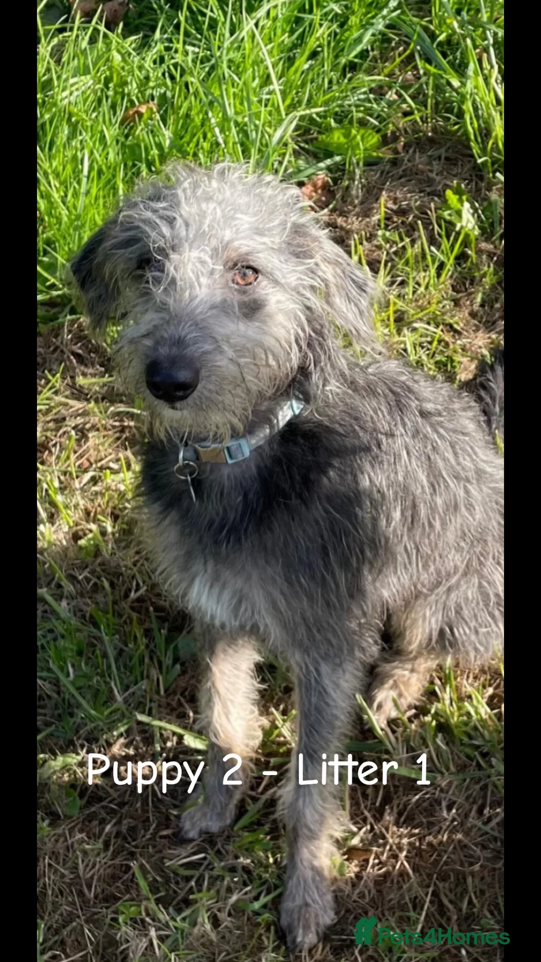Bedlington Terrier dogs for stud: Bedlington Terrier Stud - Liver - AGE 6 - CT CLEAR in Darlington - Advert 11
