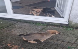 Border Collie dogs for sale: Adorable border collie pups - Image 5