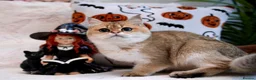 British Shorthair cats for sale: BSH 7 month kitten for sale - Advert 7