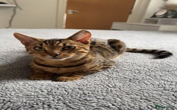 Mixed Breed cats for sale: Female Bengal cross Mainecoon - Image 2