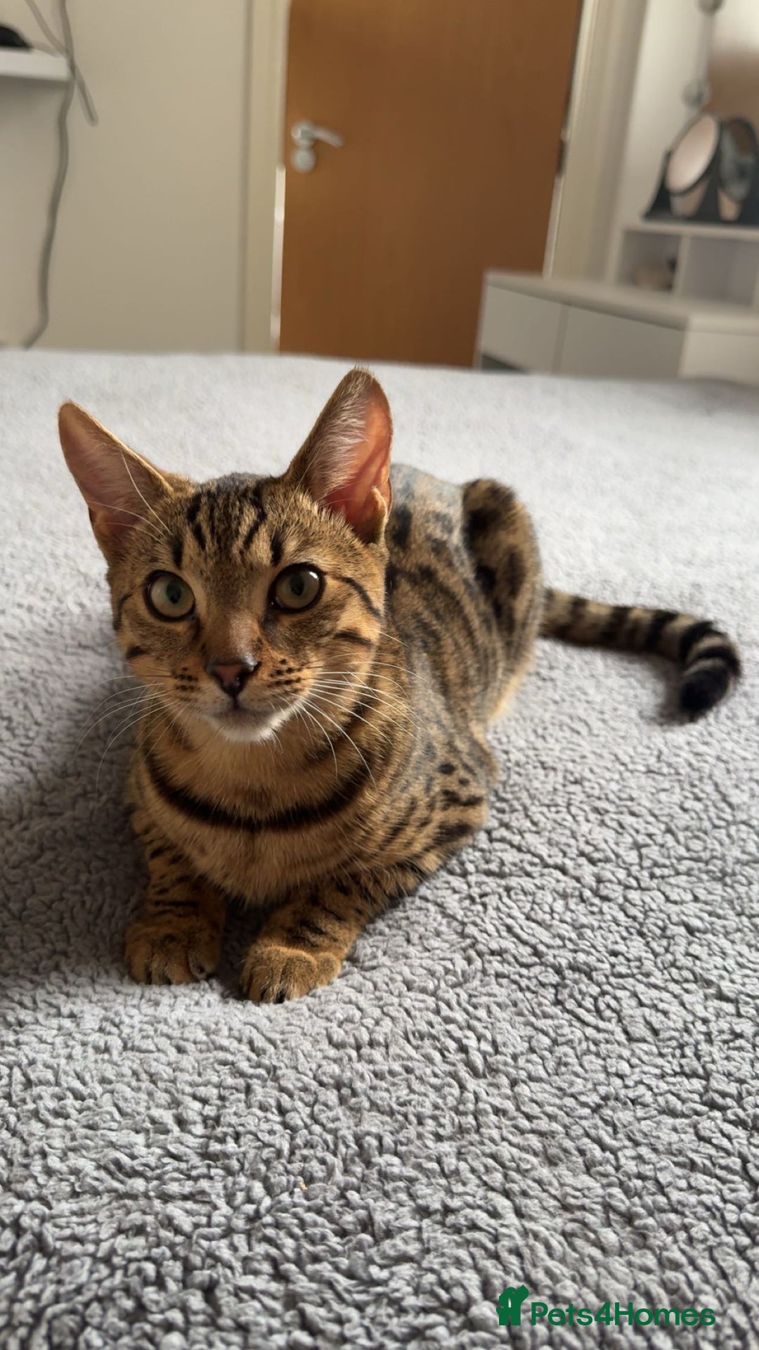 Mixed Breed cats for sale: Female Bengal cross Mainecoon - Image 2