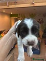 English Springer Spaniel 6