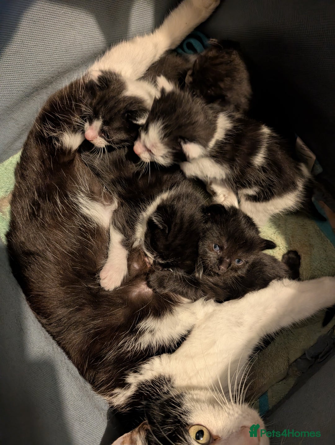 Mixed Breed cats for sale: Gorgeous kittens Cute bundles of mischief - Image 8