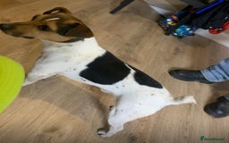 Jack Russell dogs for sale: Jack Russell puppies  - Image 20