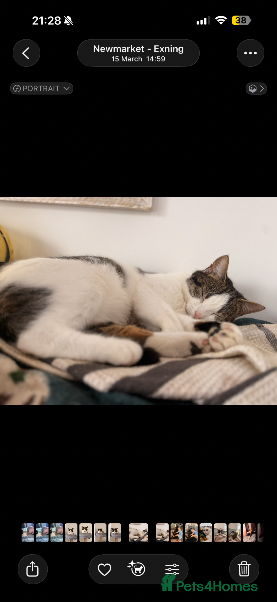Mixed Breed cats Stunning kittens!  - Advert 1
