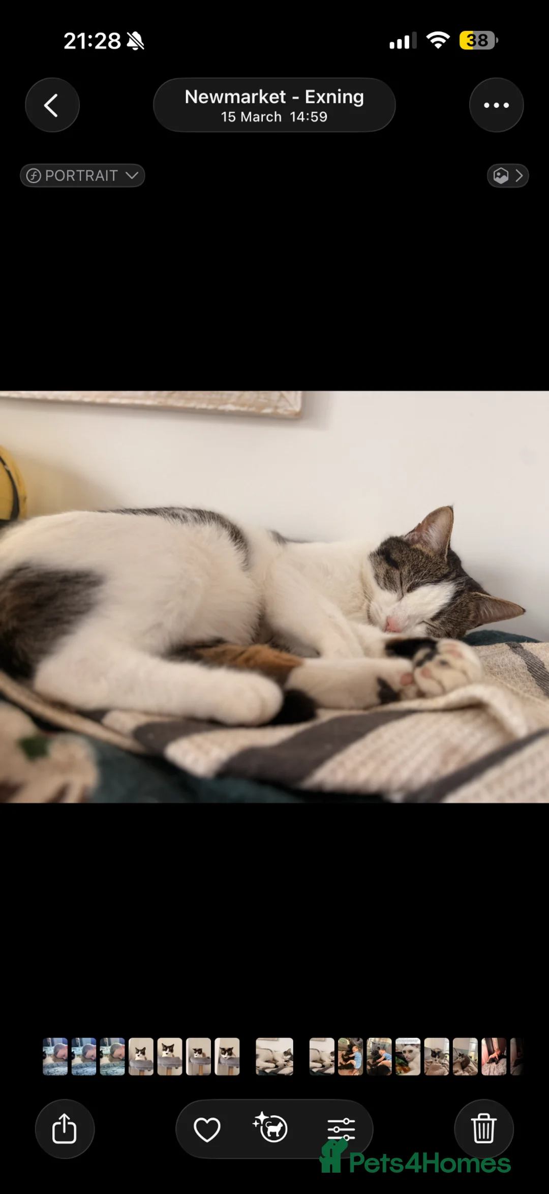 Mixed Breed cats for sale: Stunning kittens!  - Advert 1