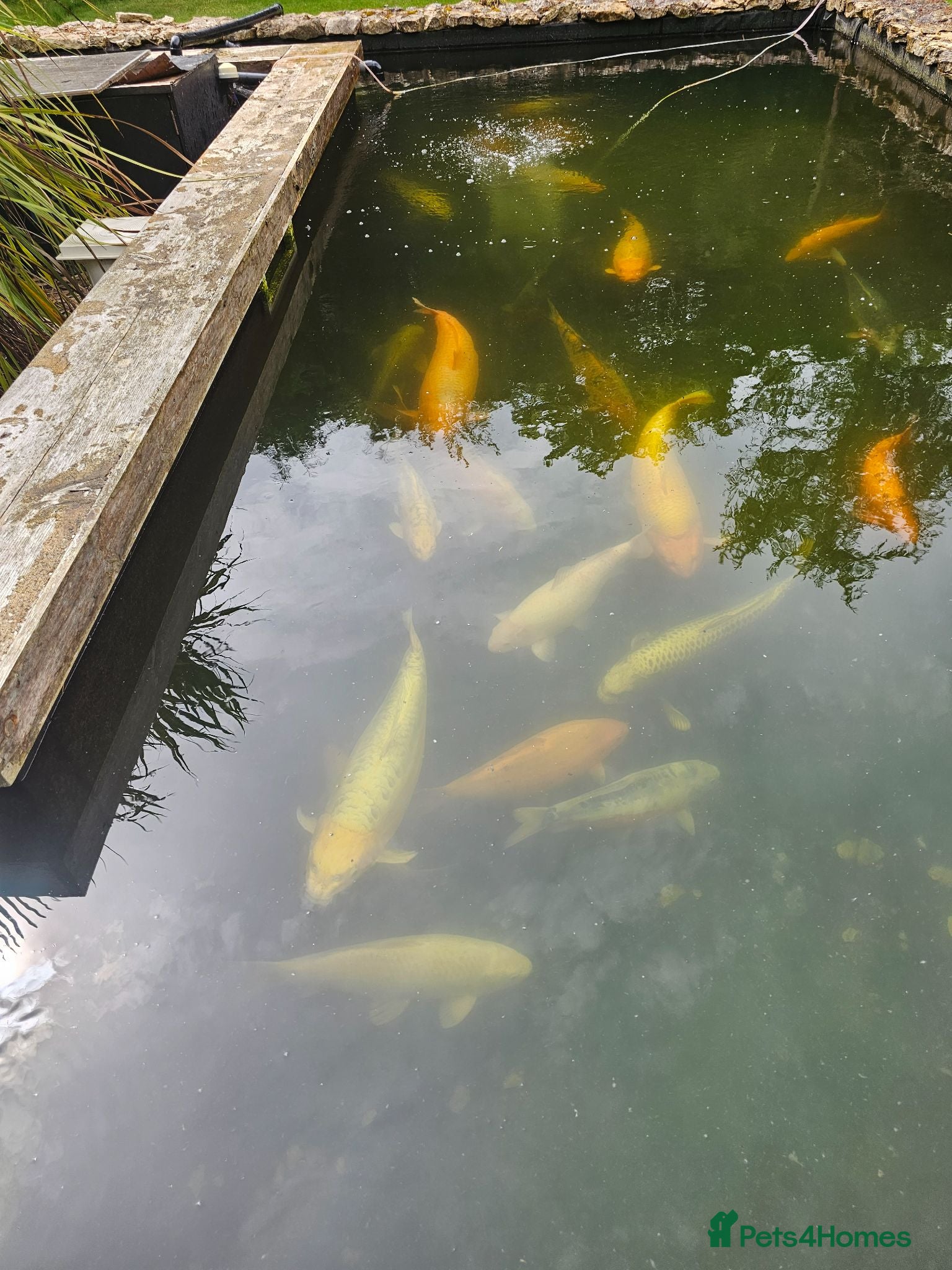 Koi Carp fish Koi carp, vary large - Advert 1