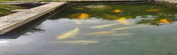 Koi Carp fish for sale: Koi carp, vary large in Stoke-on-Trent - Advert 1