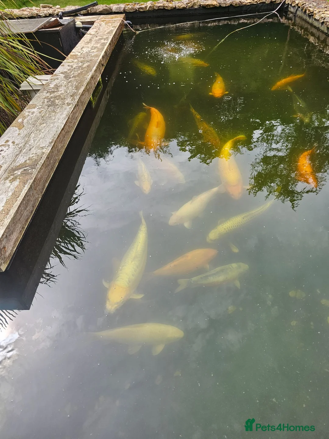 Koi Carp fish for sale: Koi carp, vary large in Stoke-on-Trent - Advert 1