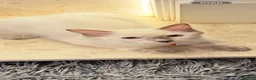 Ragdoll cats for sale: *** Last Male Blue Point Ragdoll Kittens ** - Advert 10
