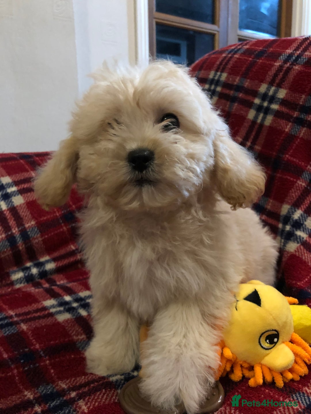 Shihpoo dogs for sale: shihpoo puppies for sale  - Advert 1