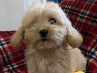 Shihpoo dogs shihpoo puppies for sale - Advert 6