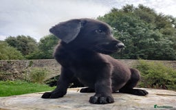 Mixed Breed dogs for sale: Beauceron/Doberman Pups - Image 1