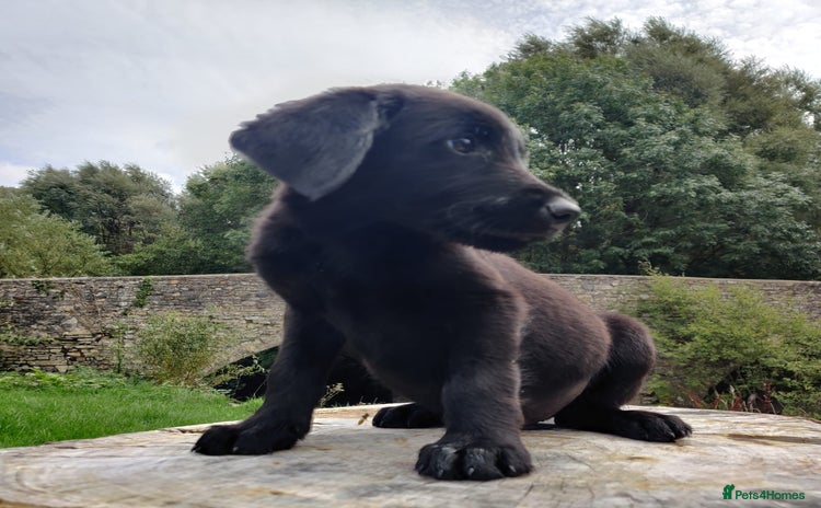 Mixed Breed dogs - Advert 1