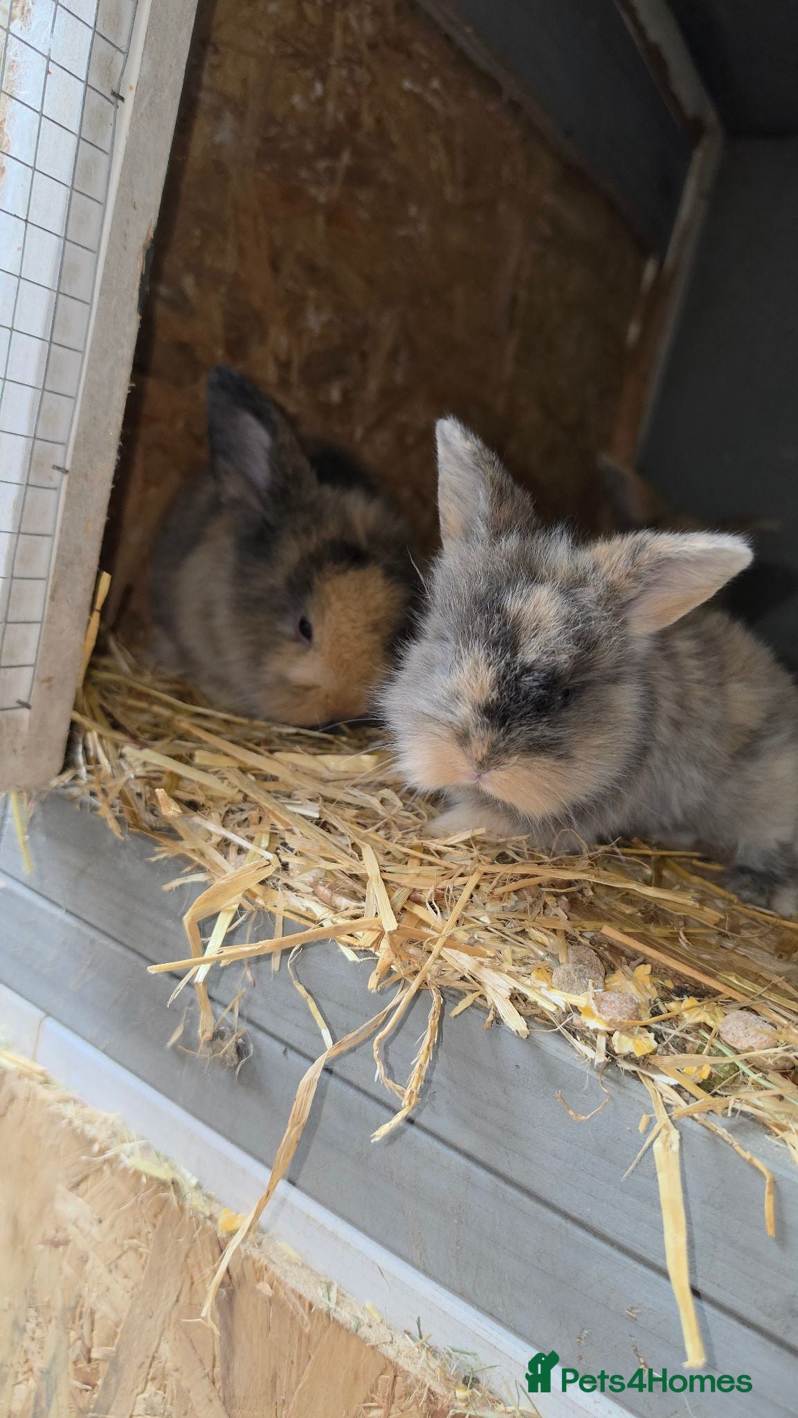 Mixed Breed rabbits Stunning lionhead/mini lop bunnys  - Advert 2